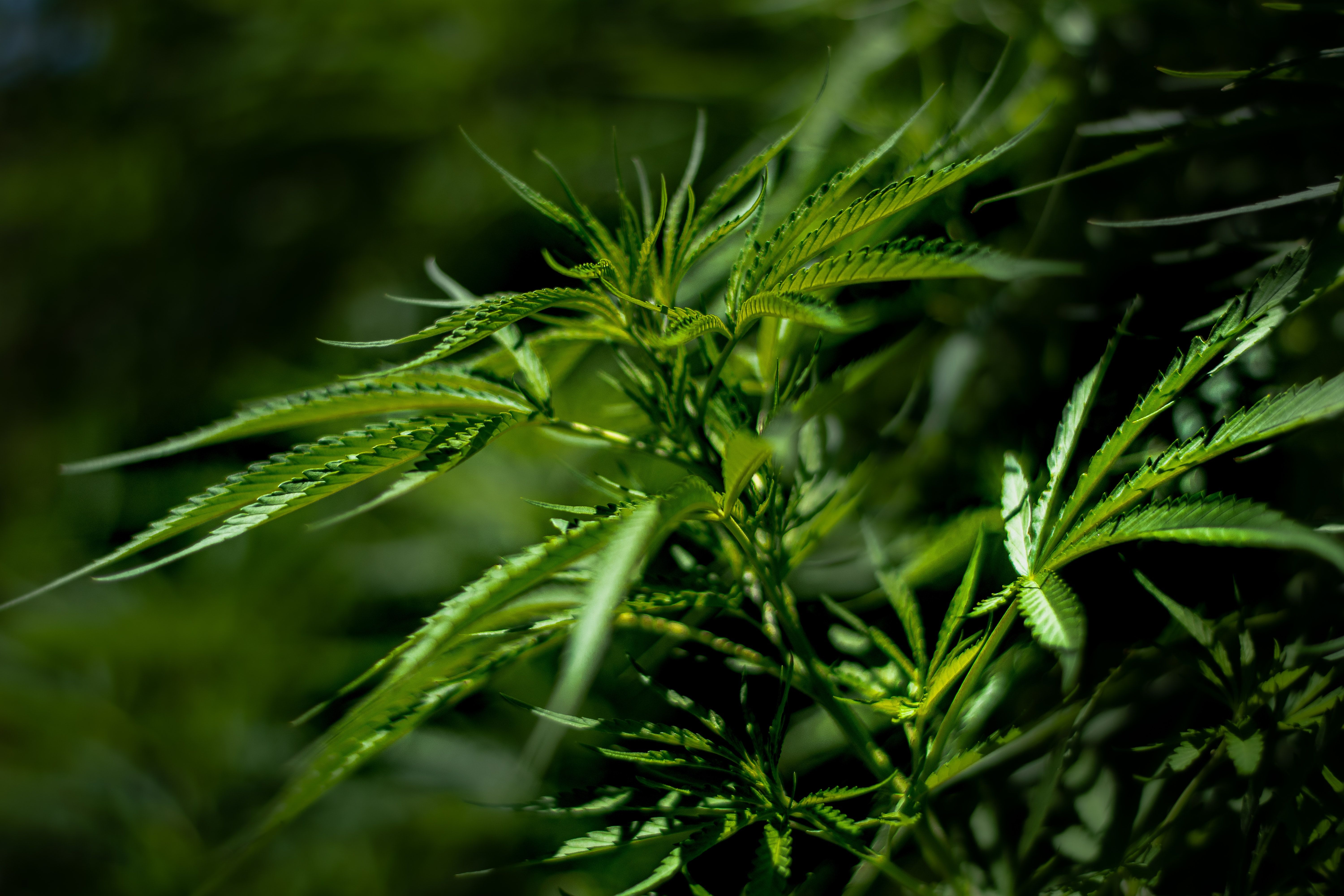 Régularisation du cannabis