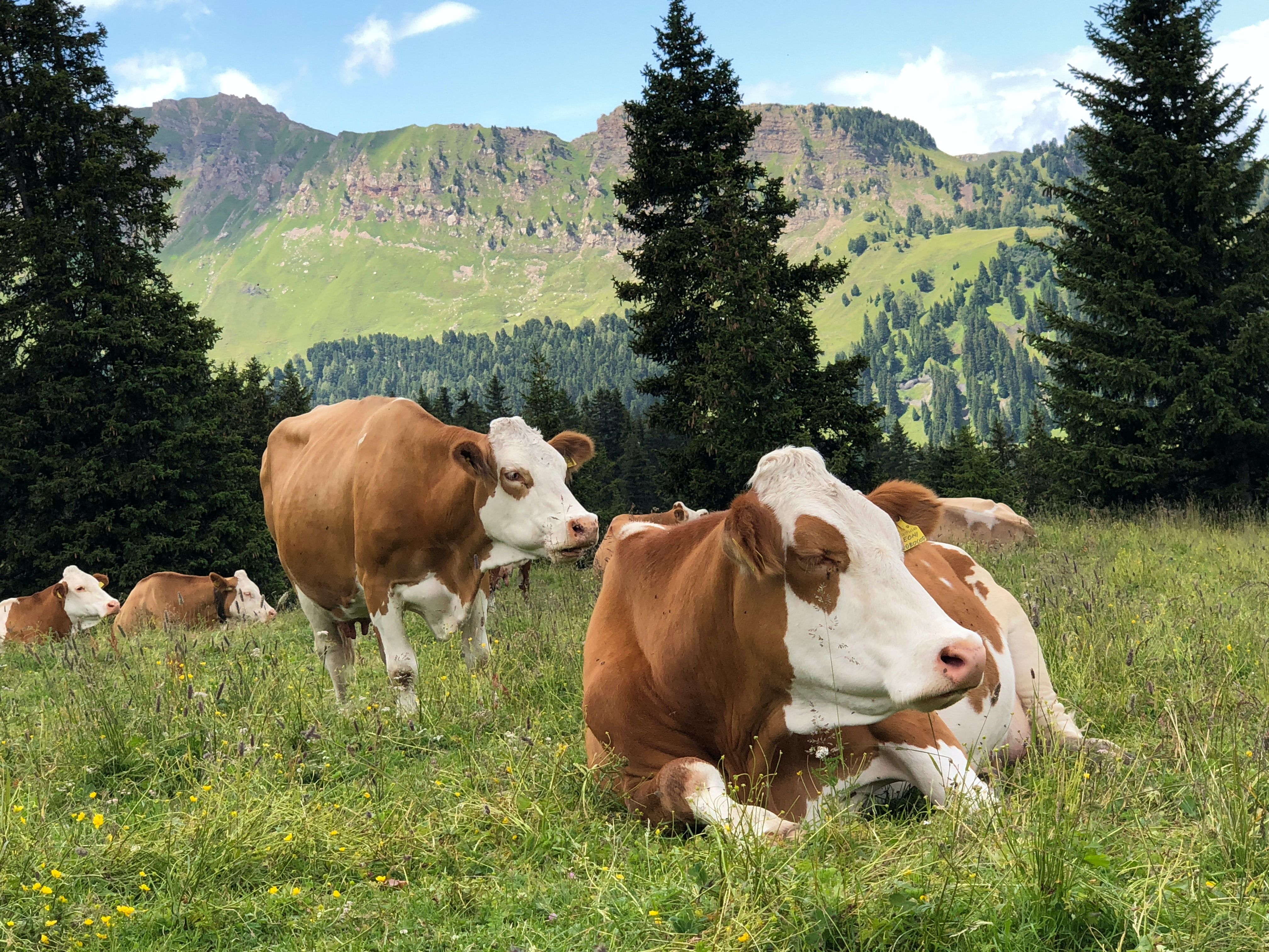 La protection animale